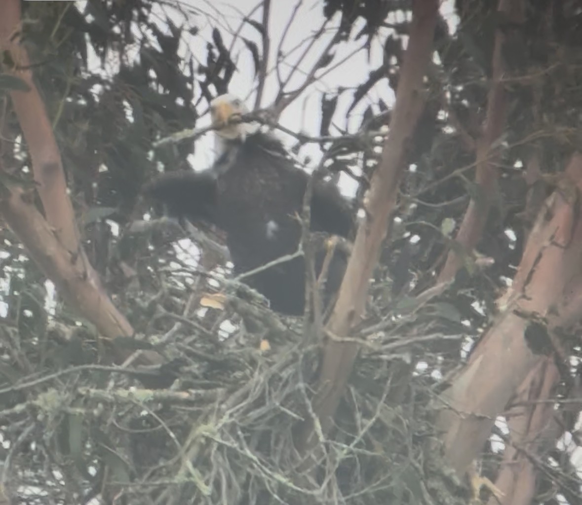 Bald Eagle - ML646205227