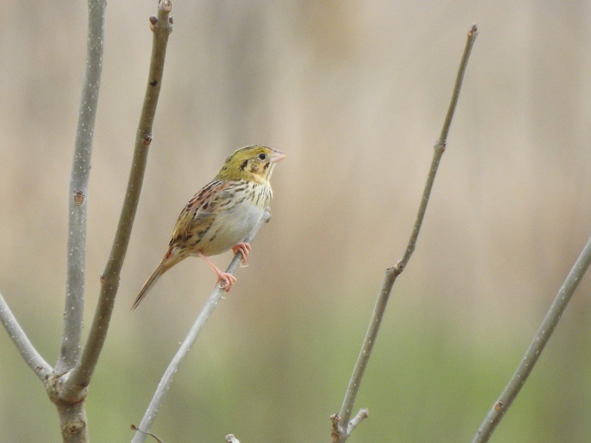 Henslow's Sparrow - ML646205231