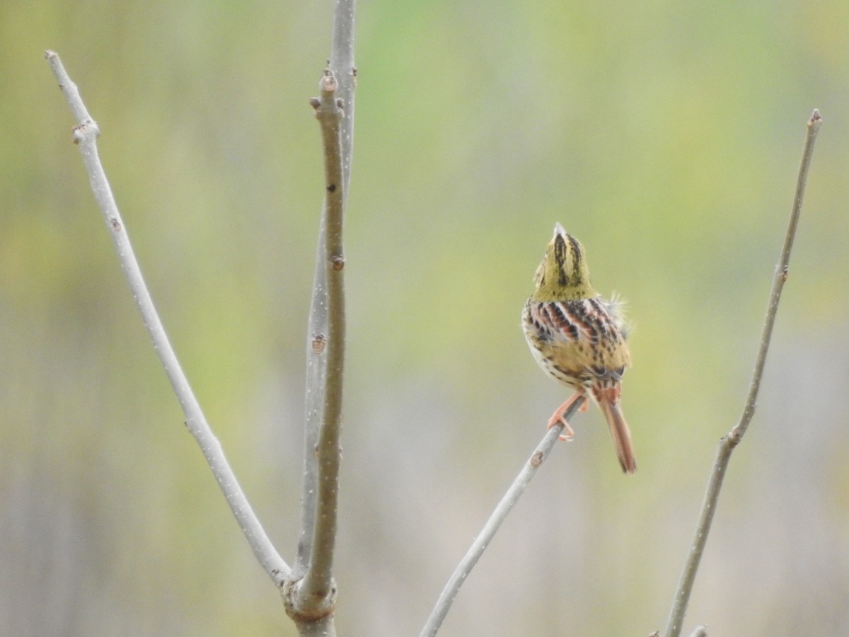 Henslow's Sparrow - ML646205233