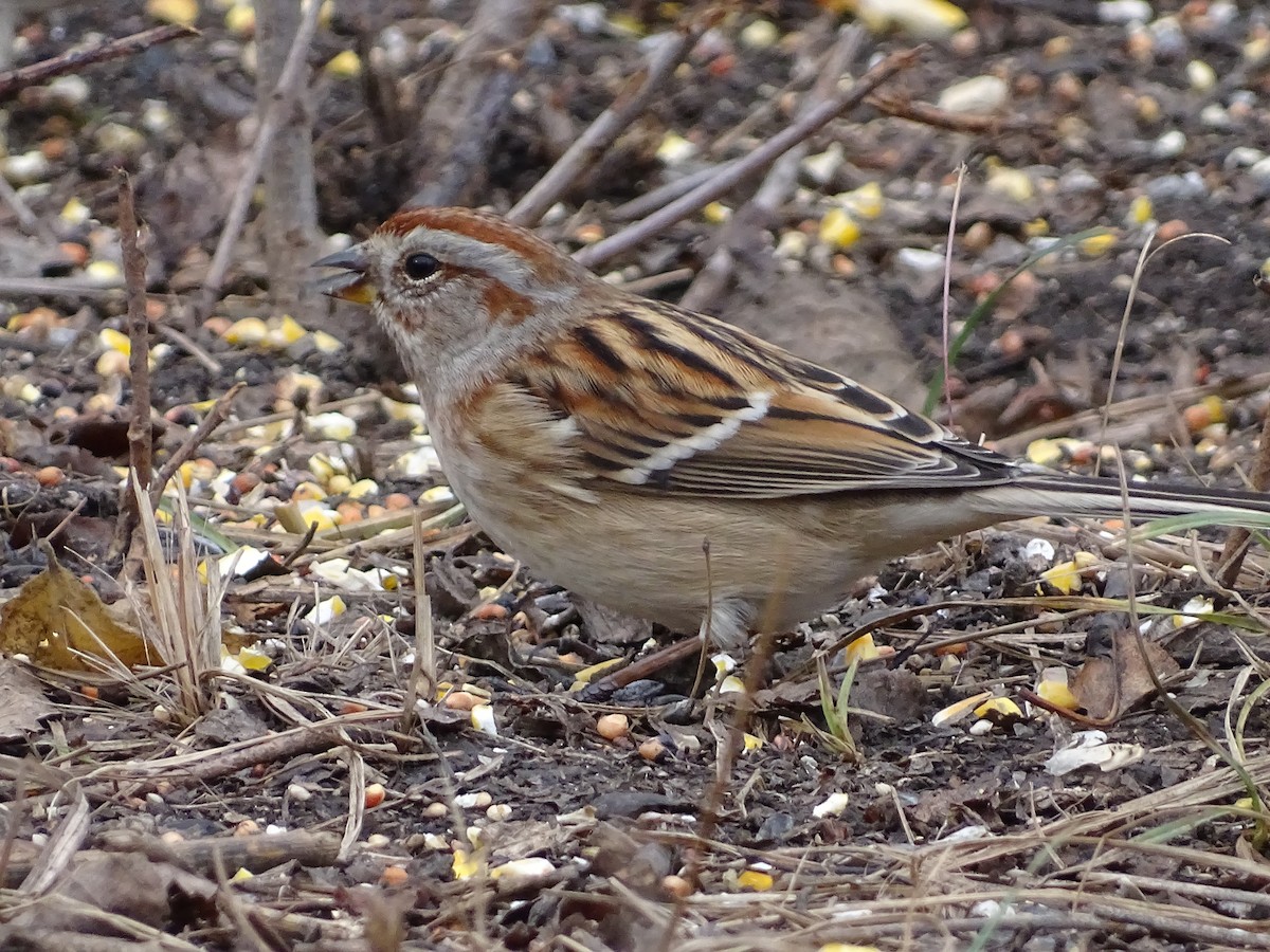 American Tree Sparrow - ML646205238
