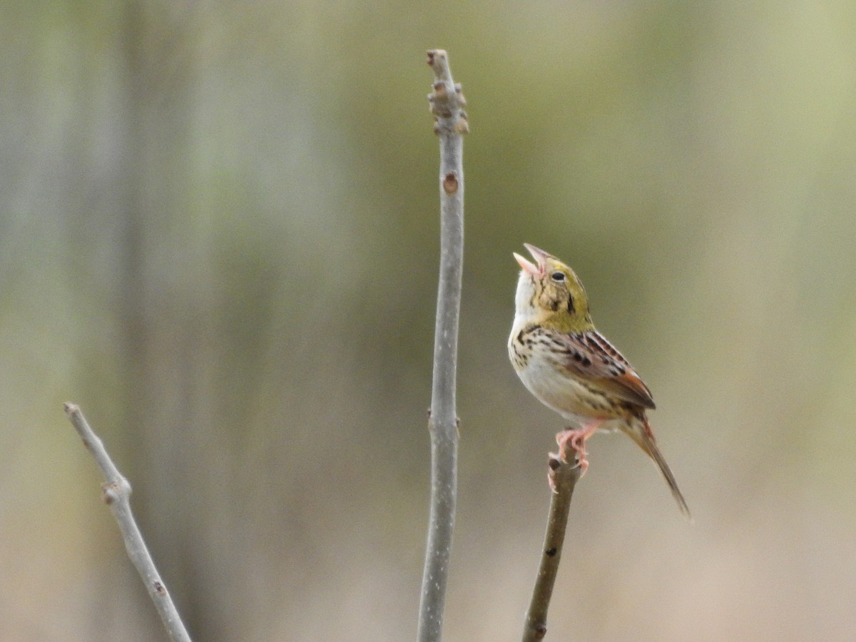 Henslow's Sparrow - ML646205239