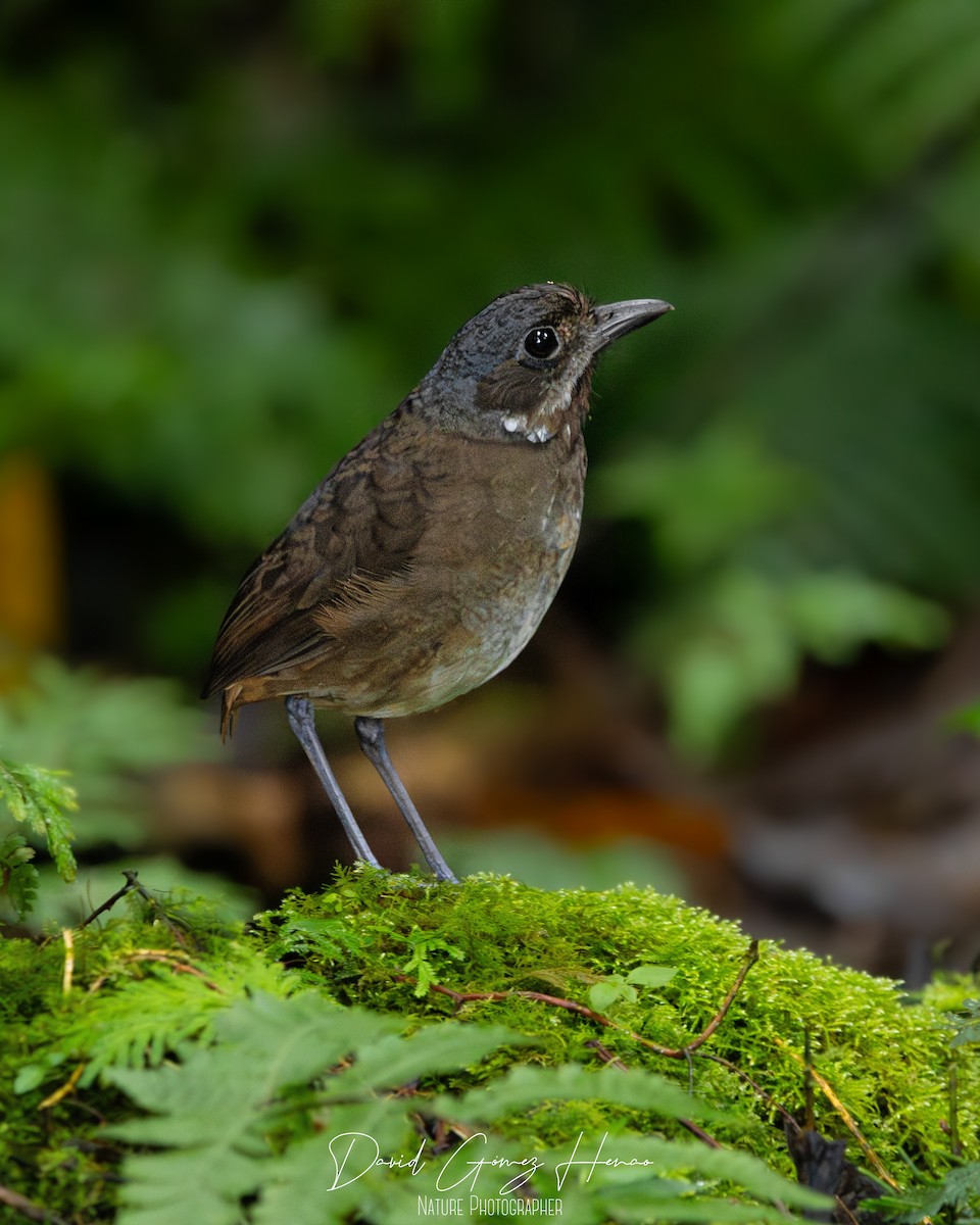 Moustached Antpitta - ML646205246