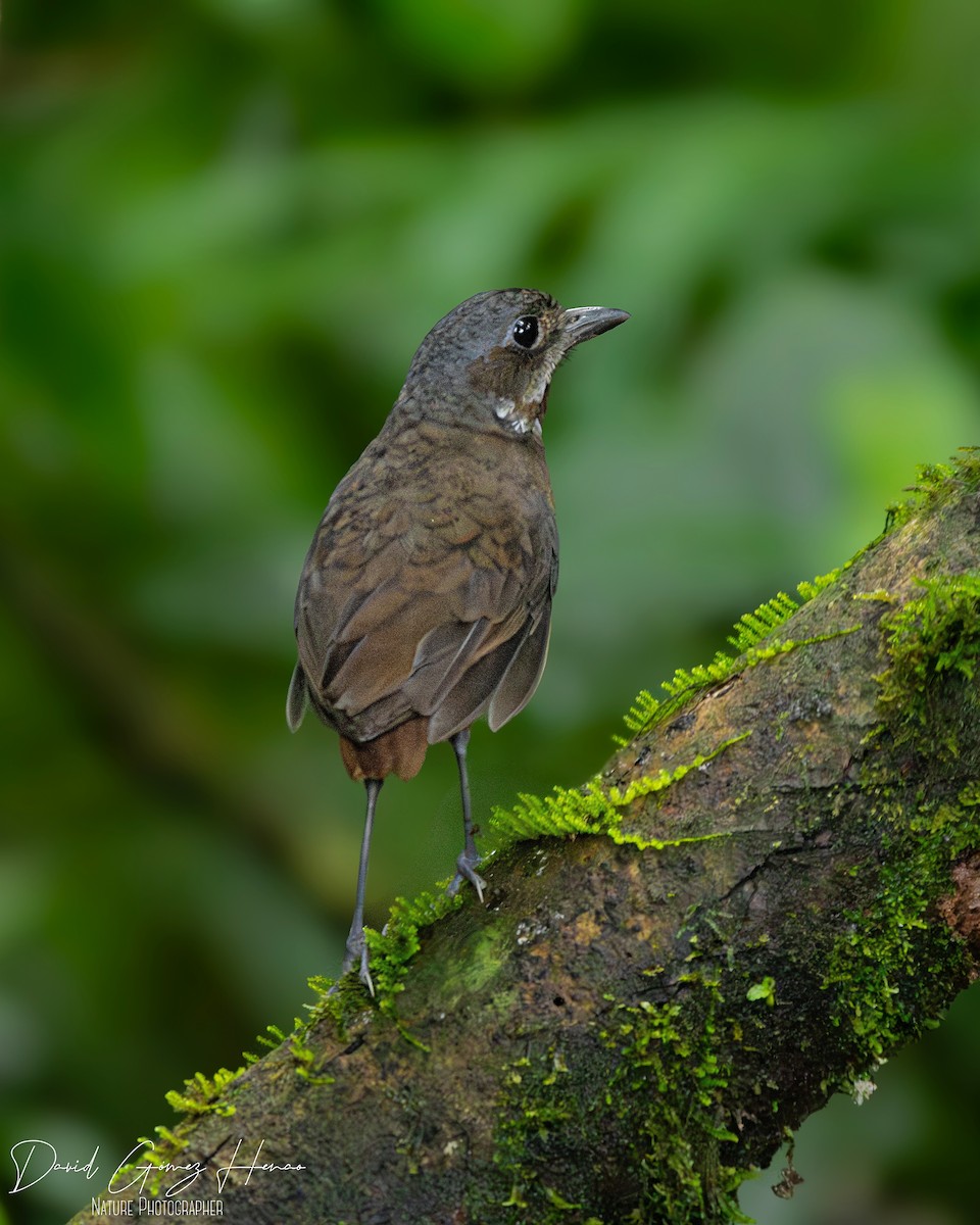 Moustached Antpitta - ML646205247