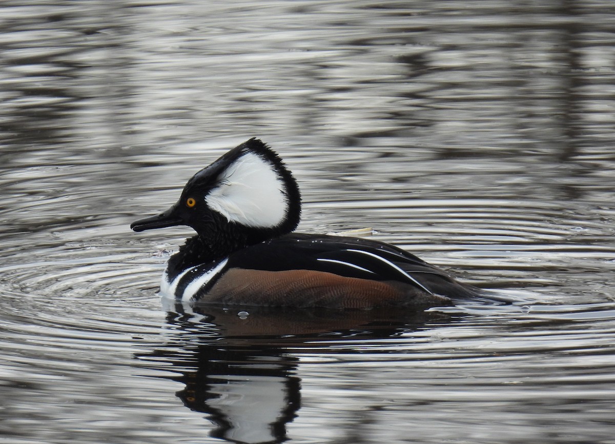 Hooded Merganser - ML646205255