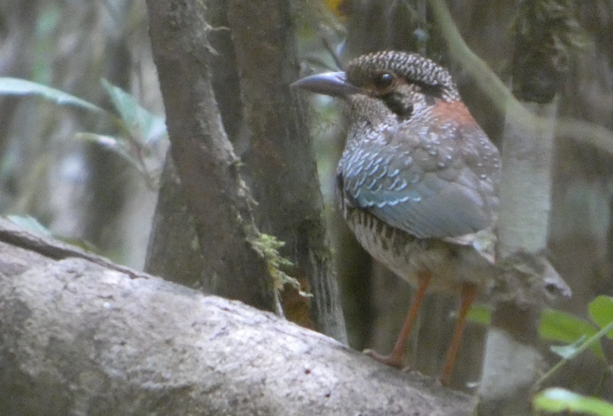 Підкіпка чорновуса - ML646205257