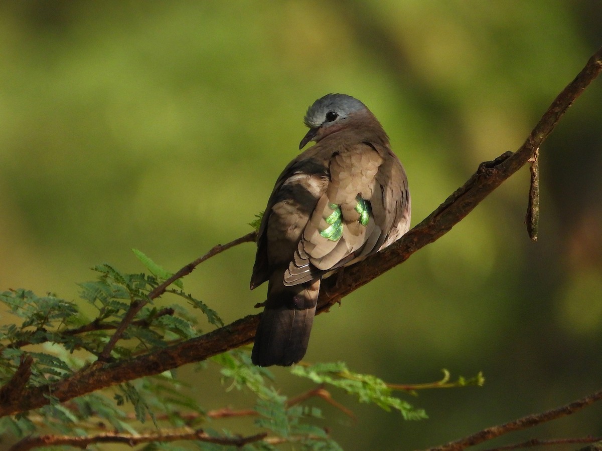 Emerald-spotted Wood-Dove - ML646205260