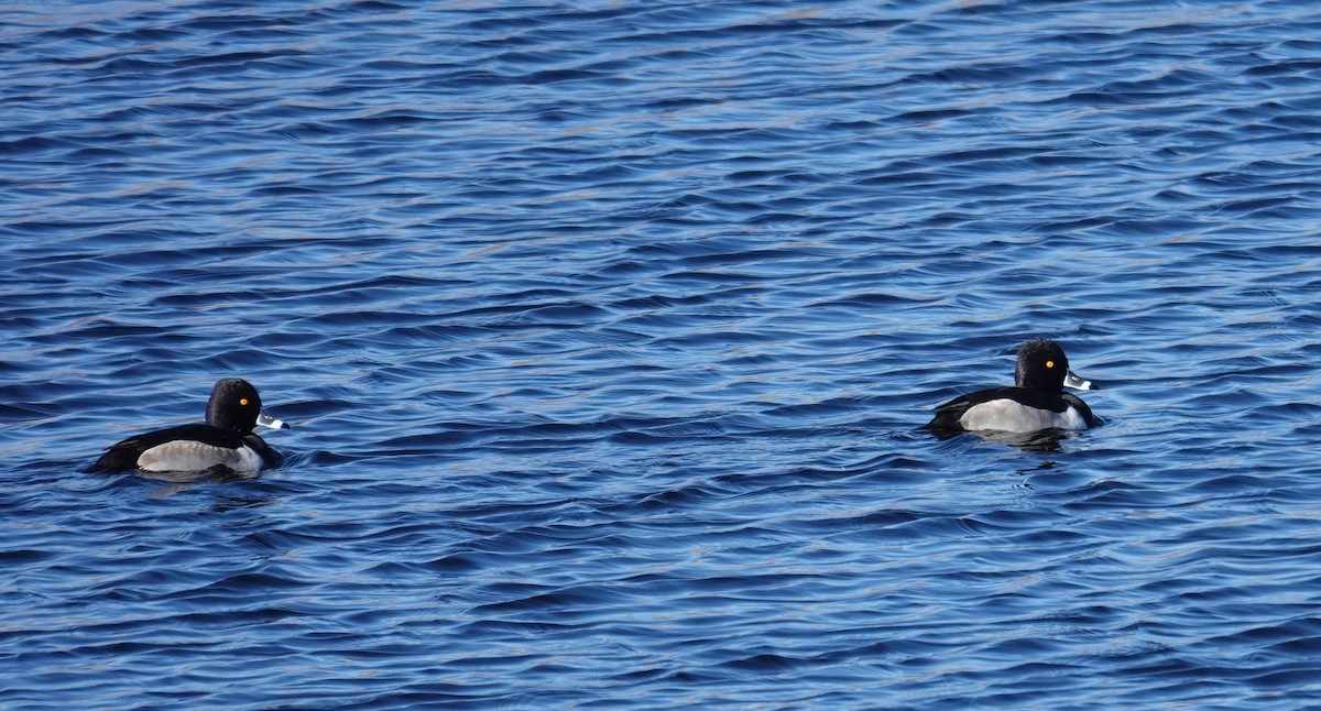 Ring-necked Duck - ML646205261
