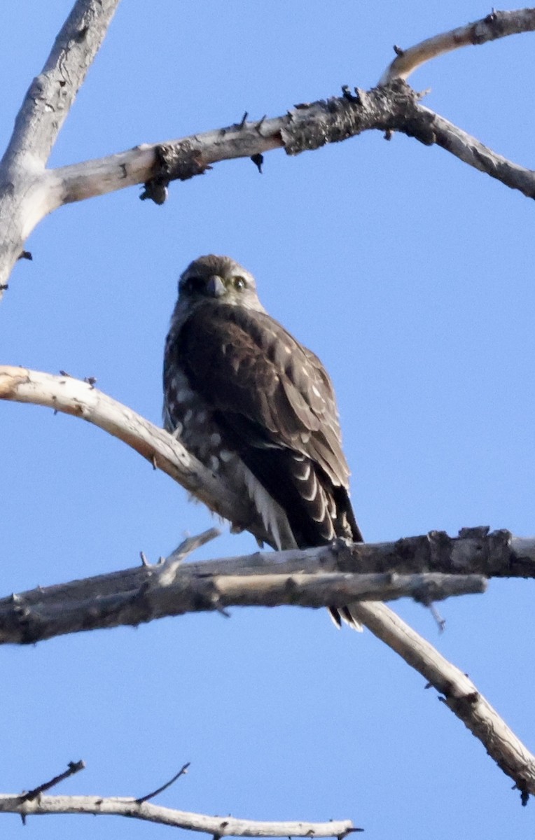 Хайргууна шонхор - ML646205265