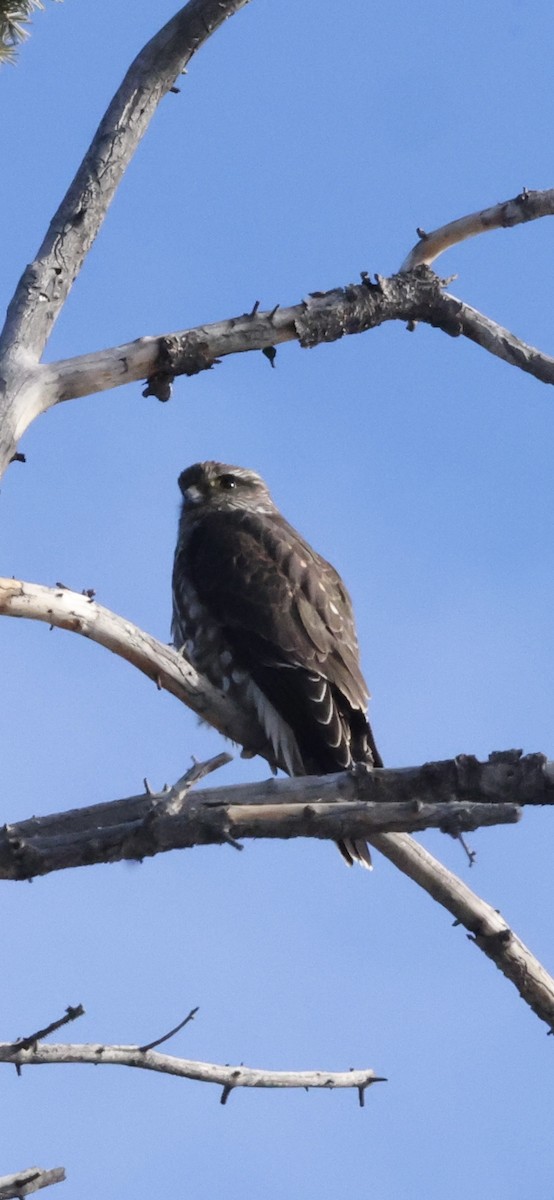 Хайргууна шонхор - ML646205266