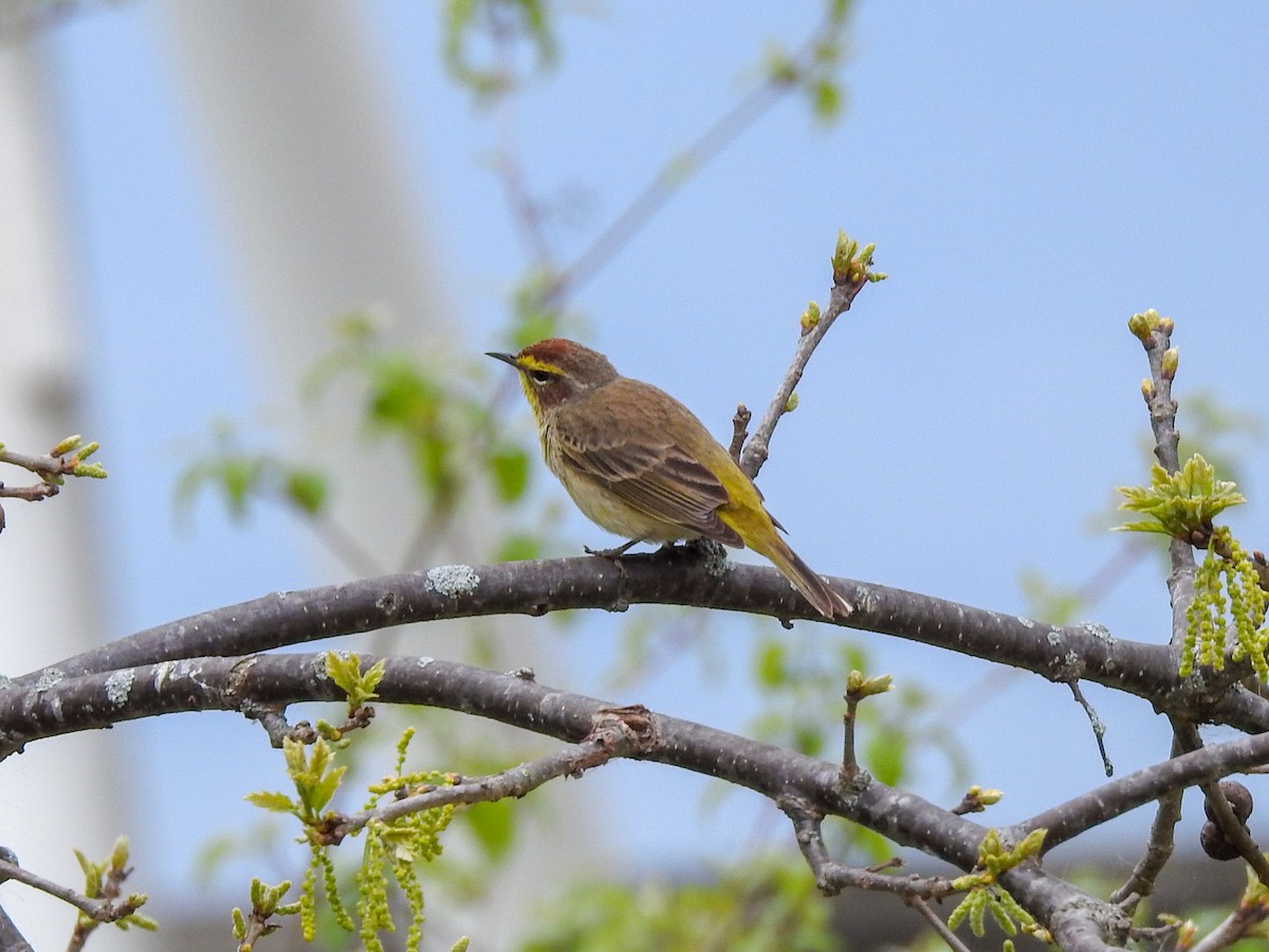 lesňáček bažinný (ssp. palmarum) - ML646205267