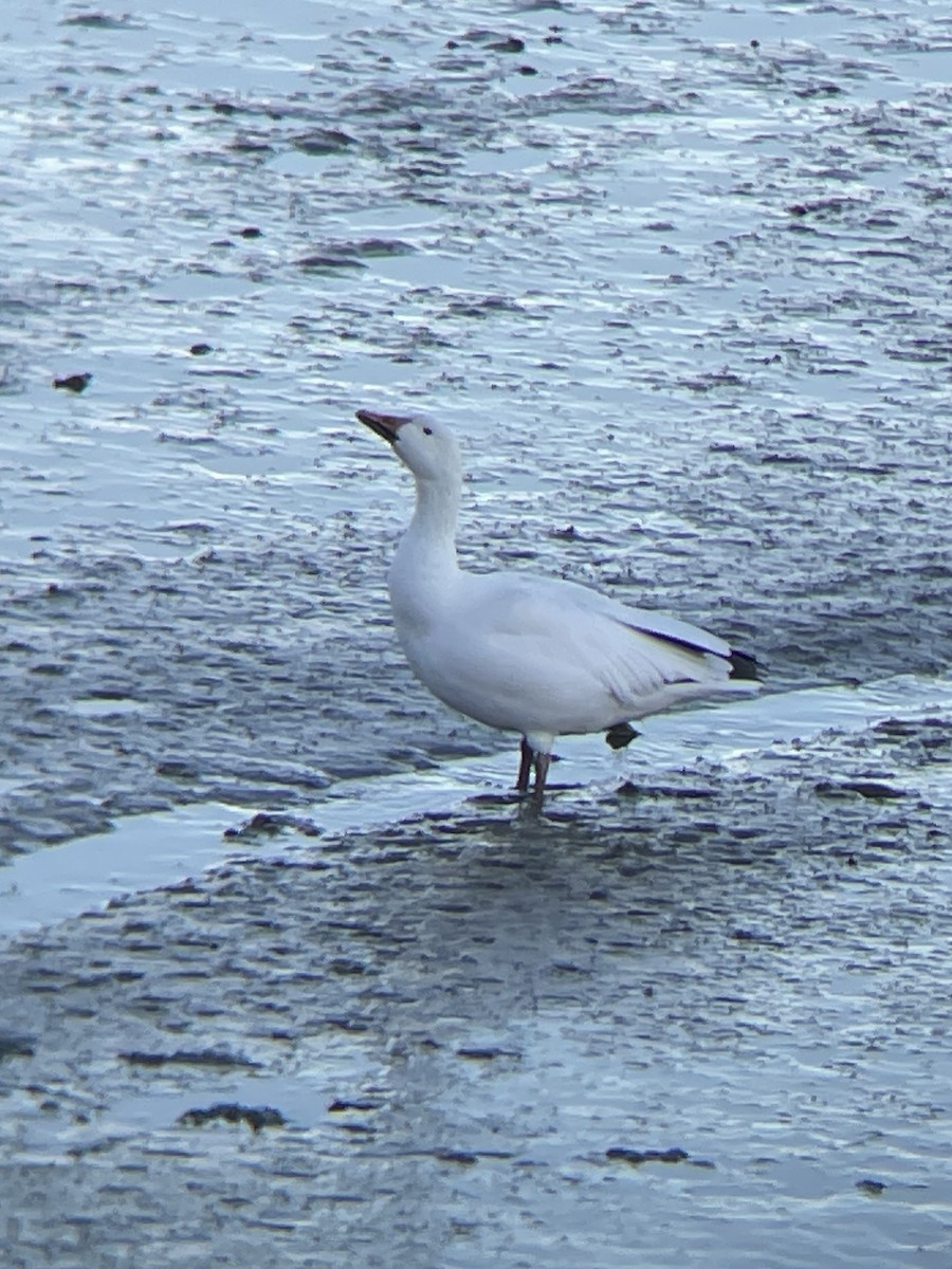 Oca delle nevi - ML646205268