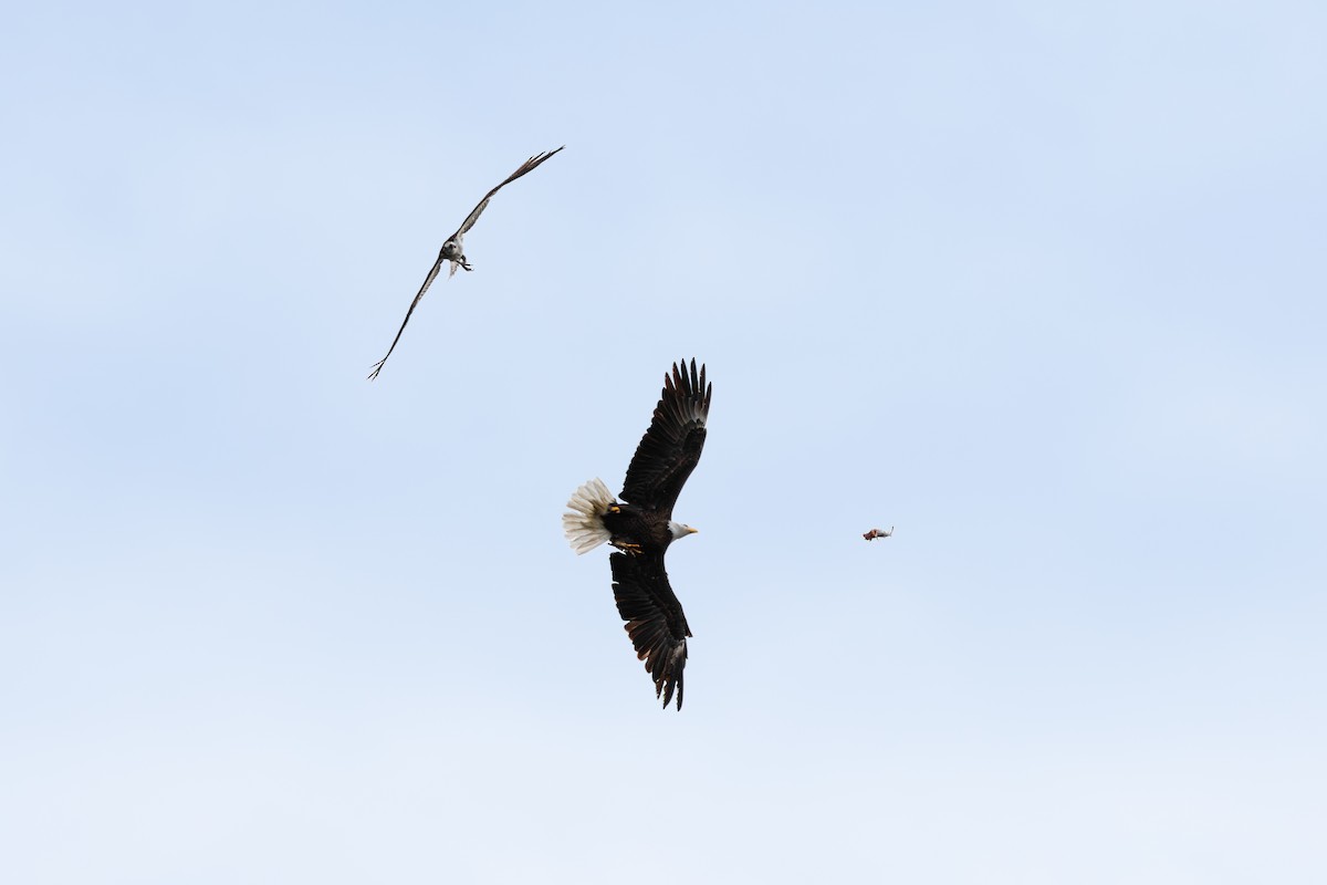 Bald Eagle - ML646205269