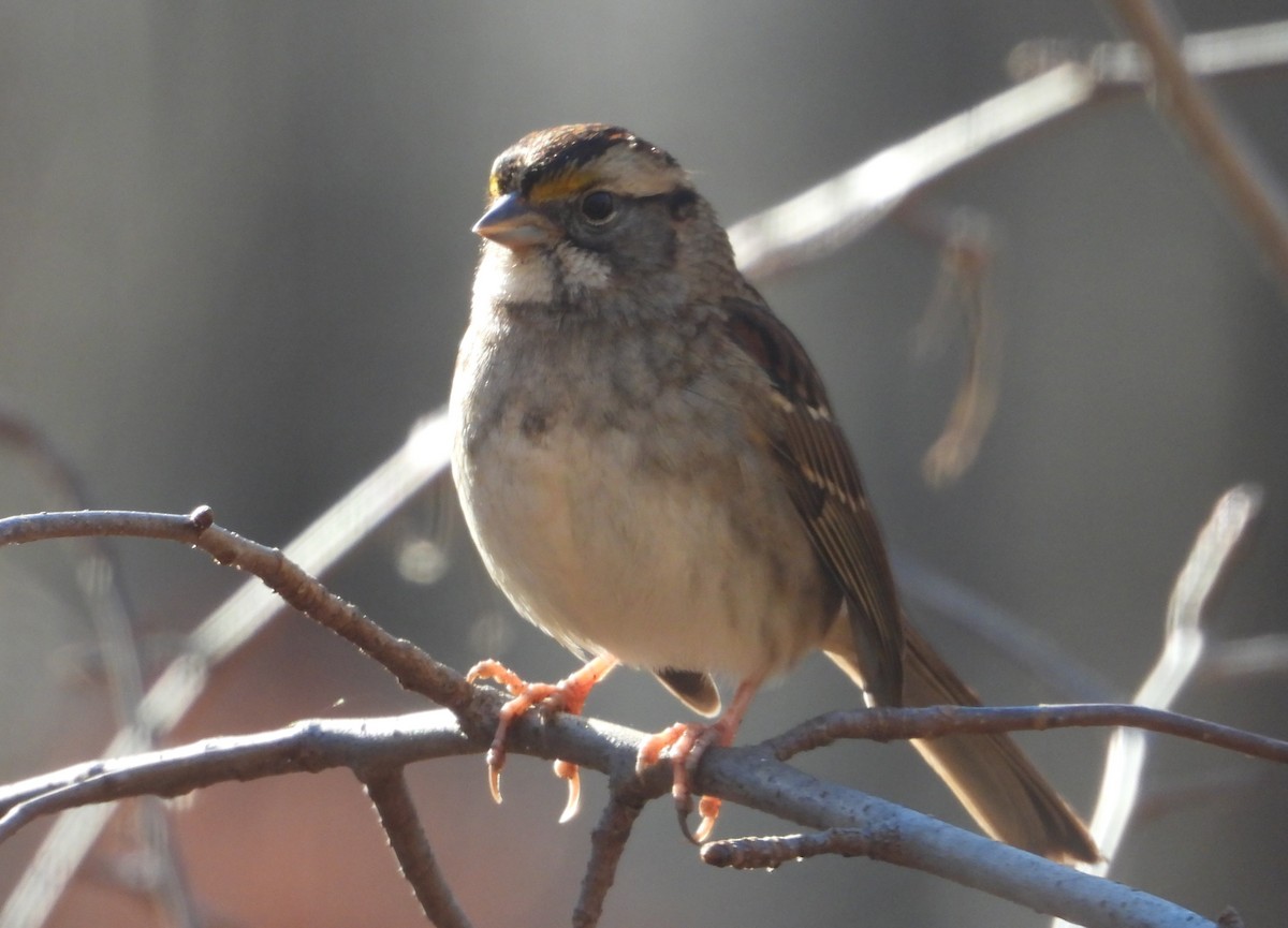 White-throated Sparrow - ML646205275