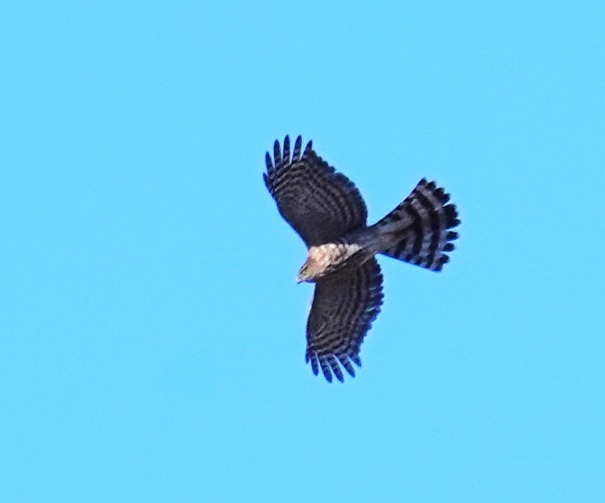 Sharp-shinned Hawk - ML646205277