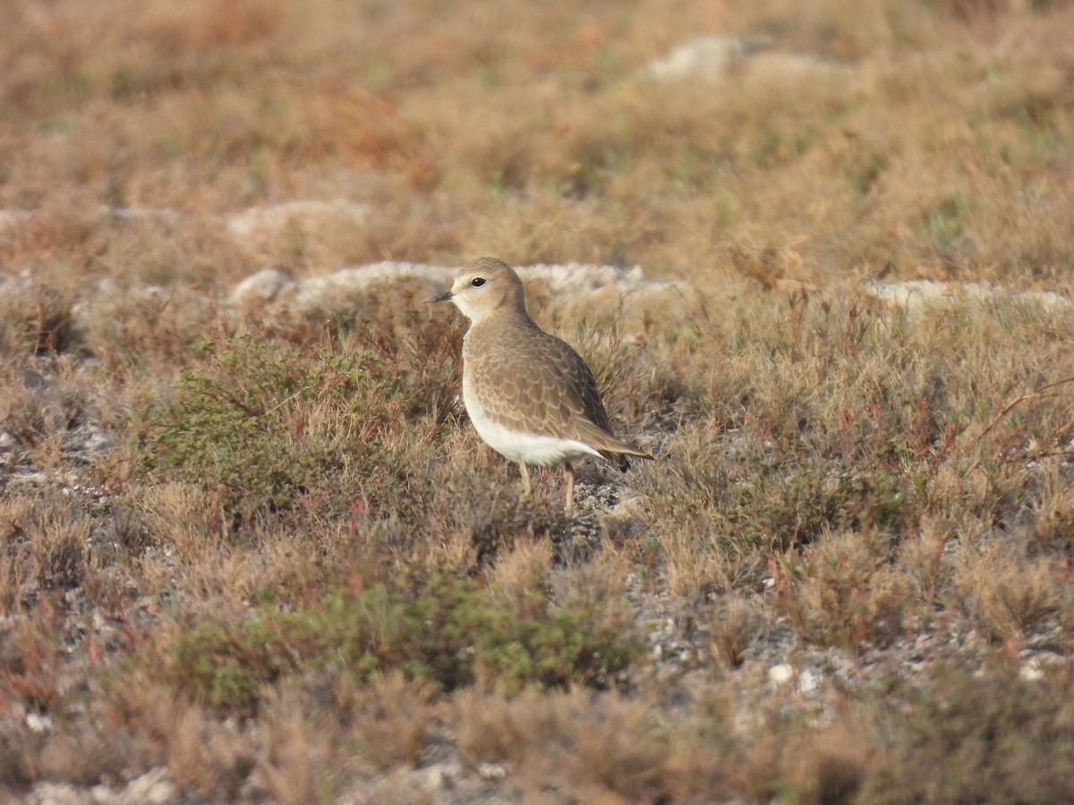 Mountain Plover - ML646205291