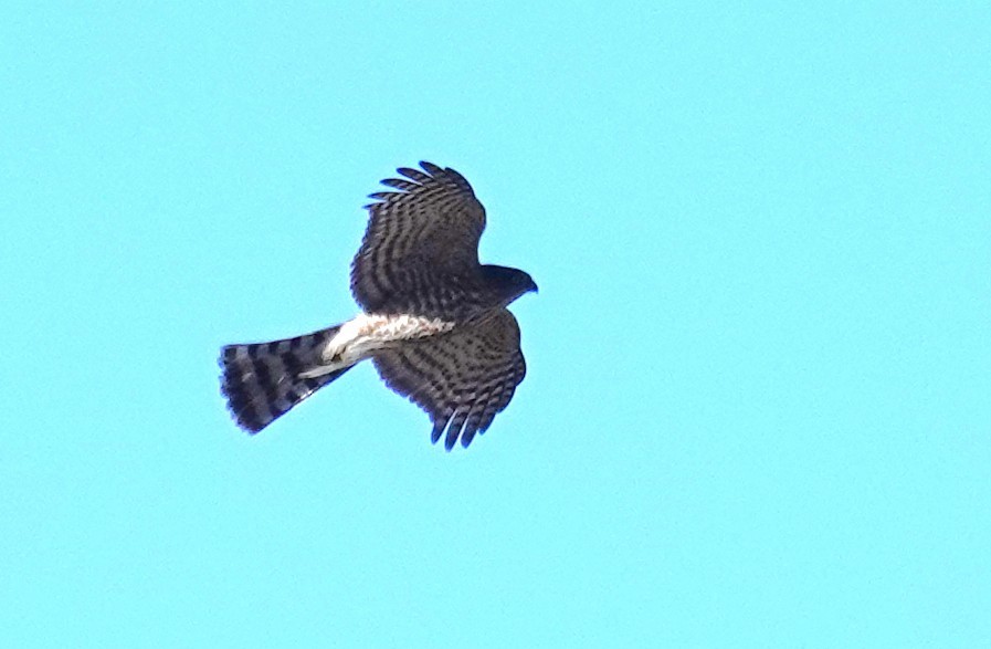Sharp-shinned Hawk - ML646205294