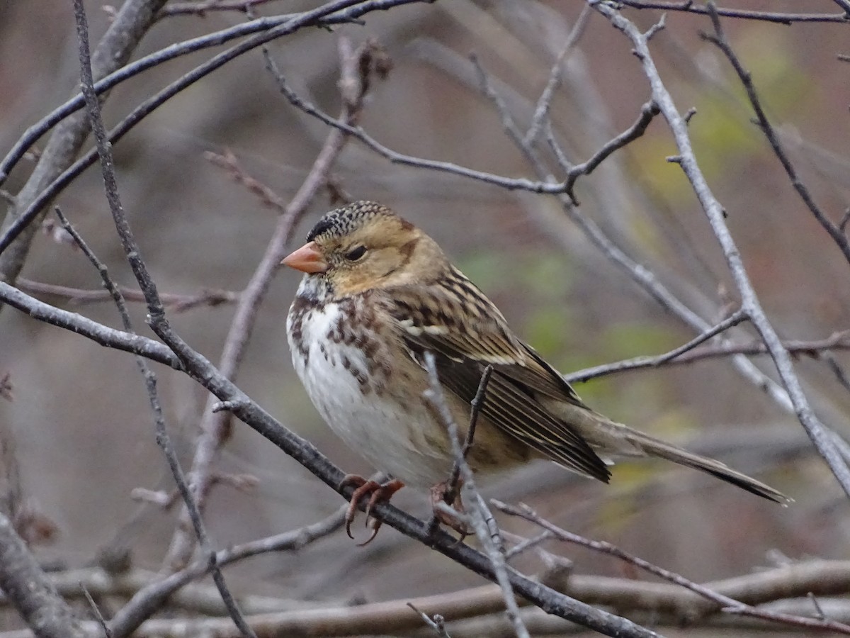 Harris's Sparrow - ML646205295