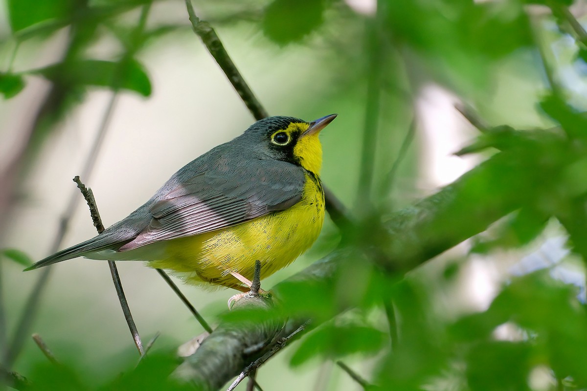 Canada Warbler - ML646205300