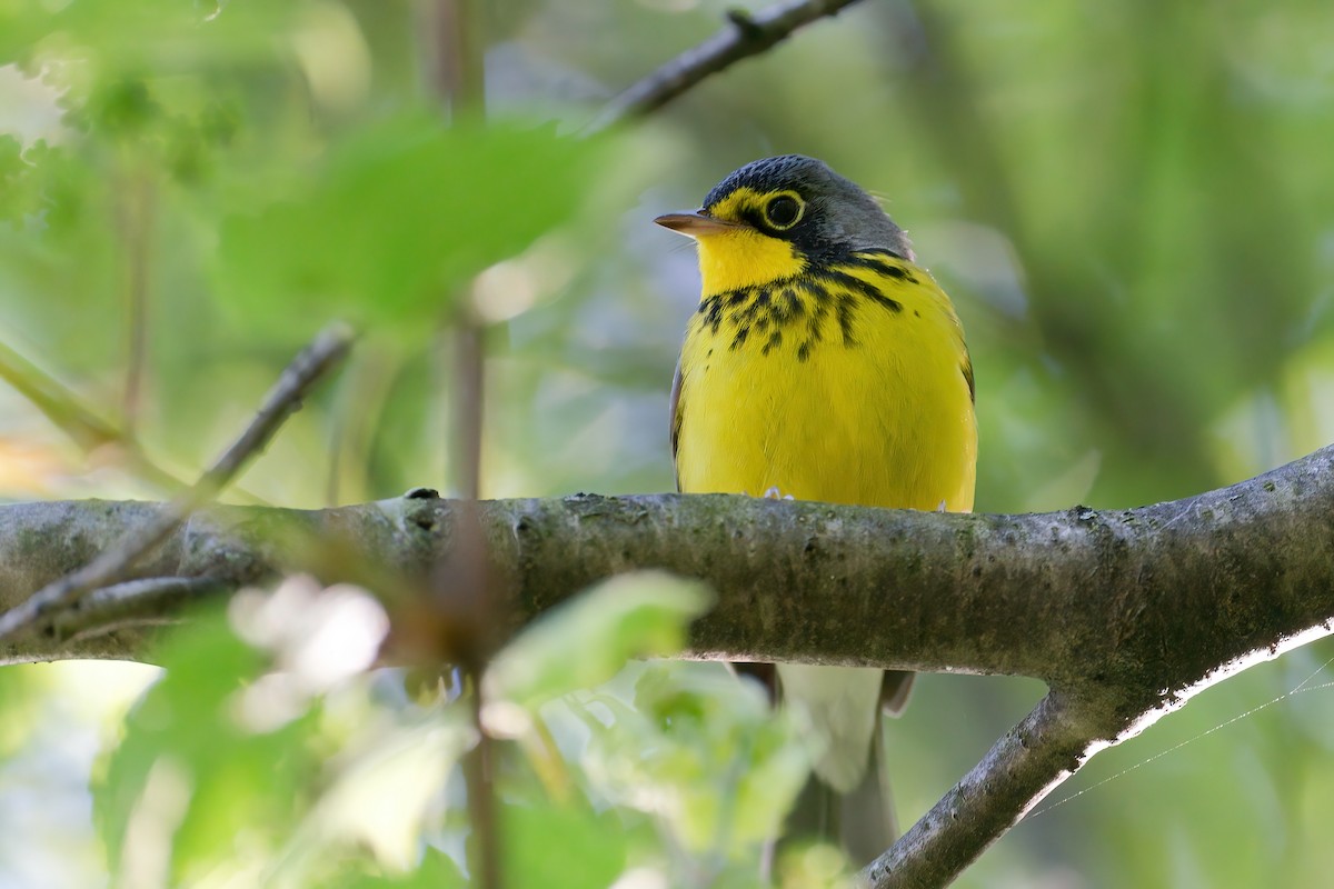 Canada Warbler - ML646205302