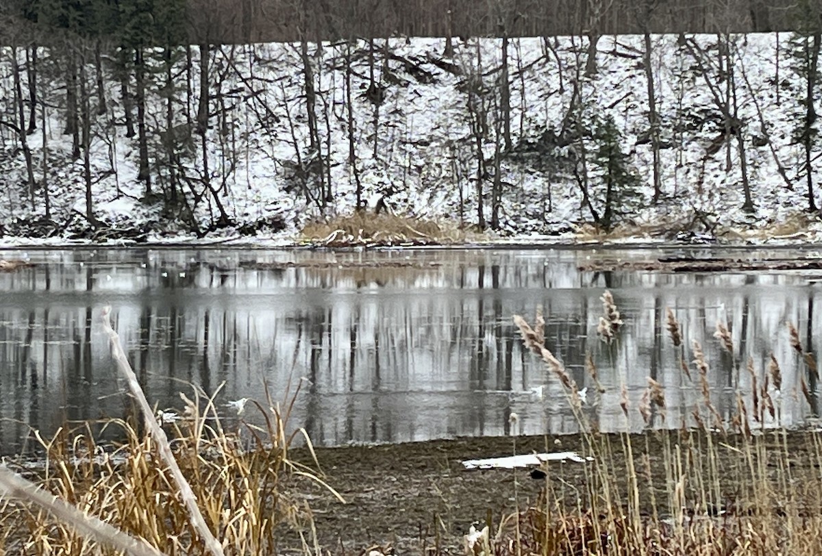 Bonaparte's Gull - ML646205309