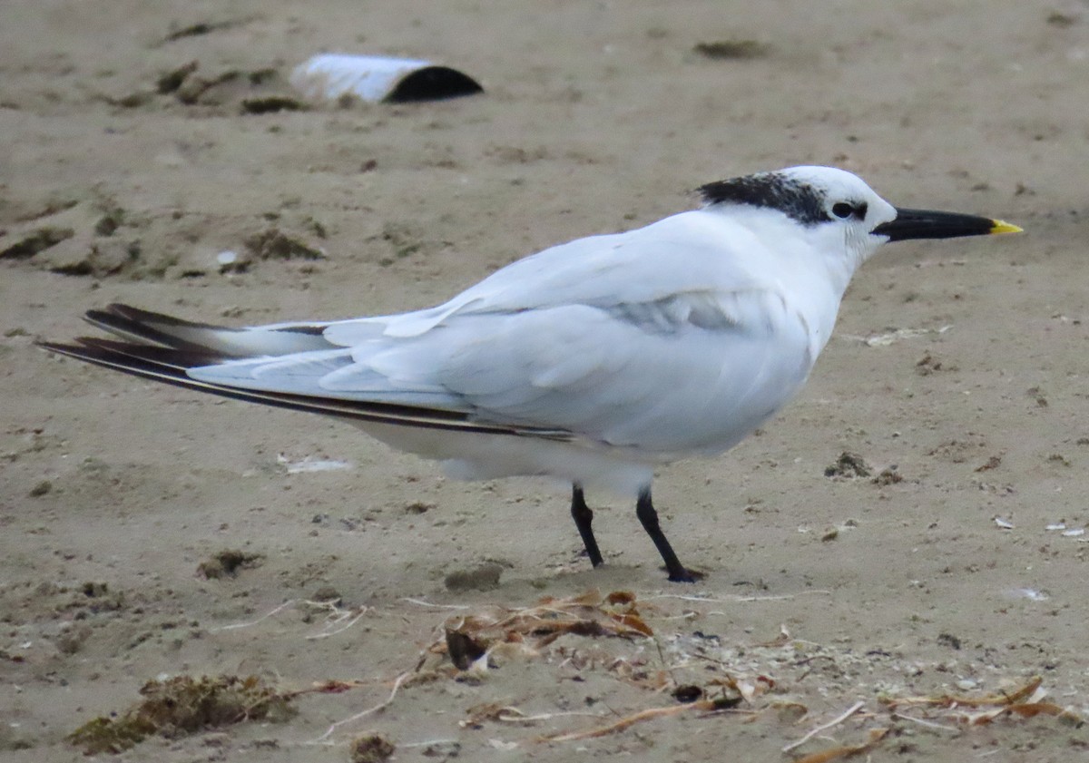 Sandwich Tern - ML646205311