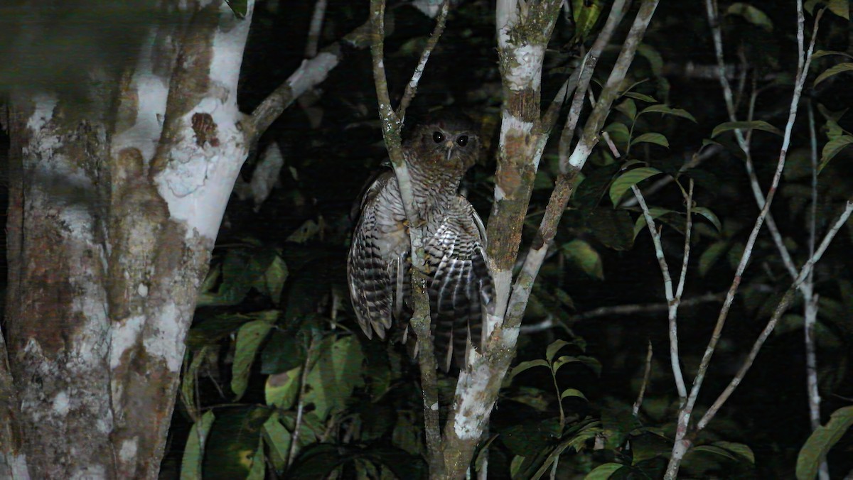 Seram Boobook - ML646205319