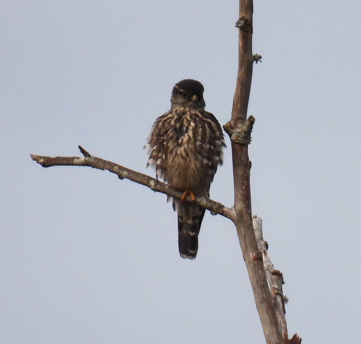 Merlin - ML646205321