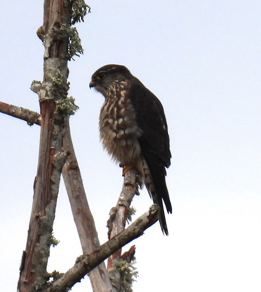 Merlin - ML646205322