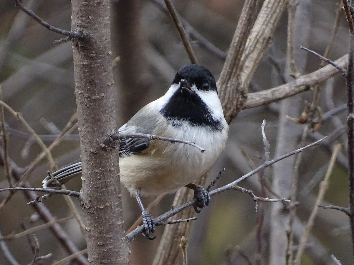 Black-capped Chickadee - ML646205326