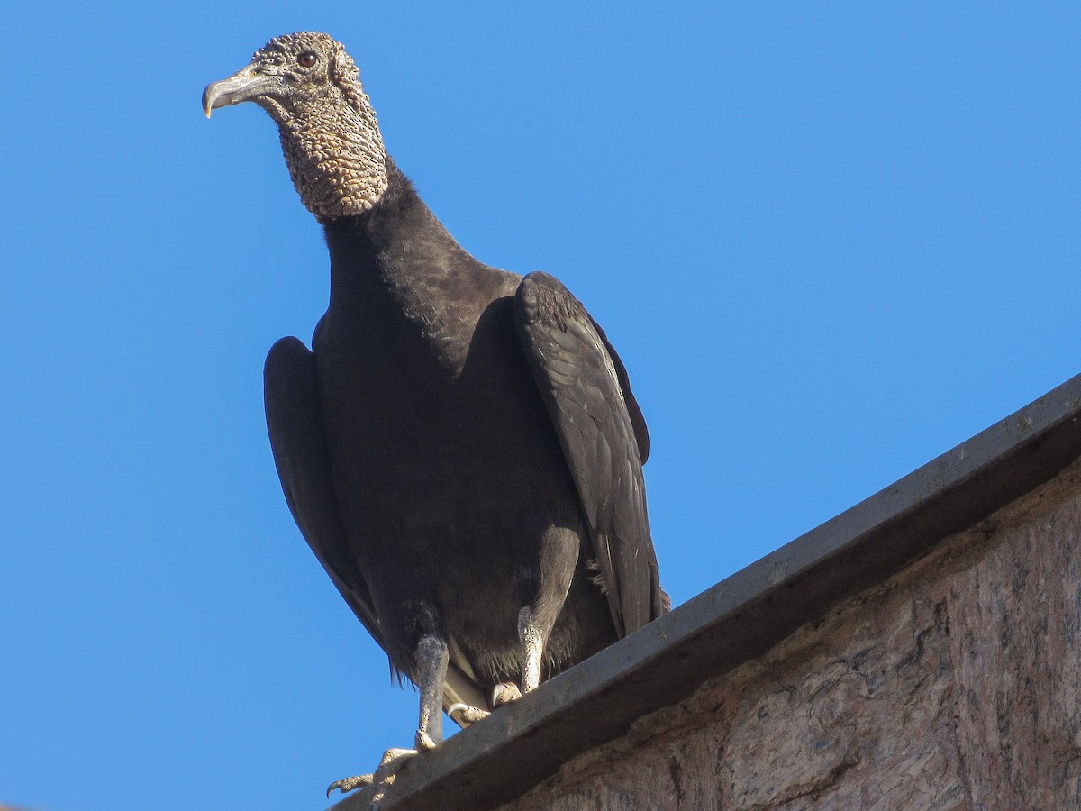 Black Vulture - ML646205330