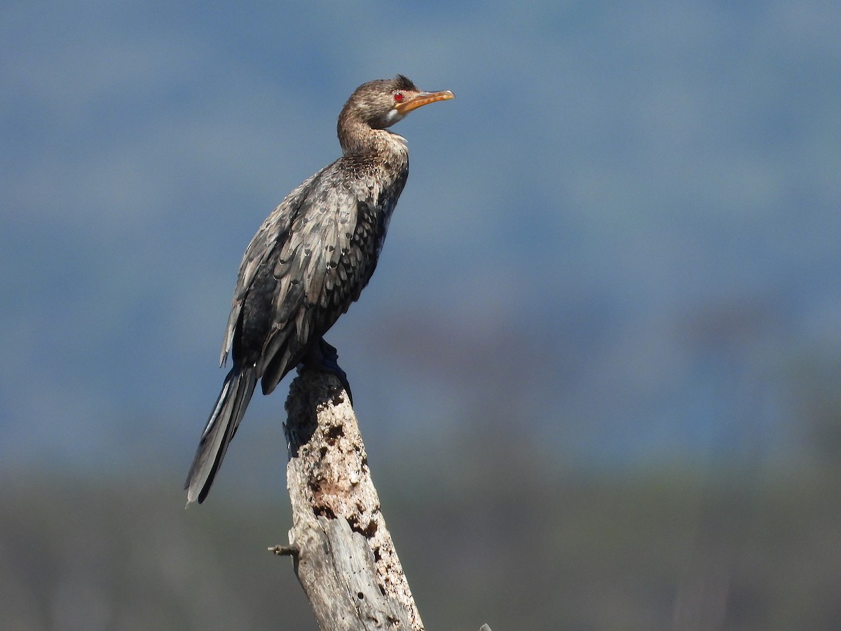 Riedscharbe - ML646205333