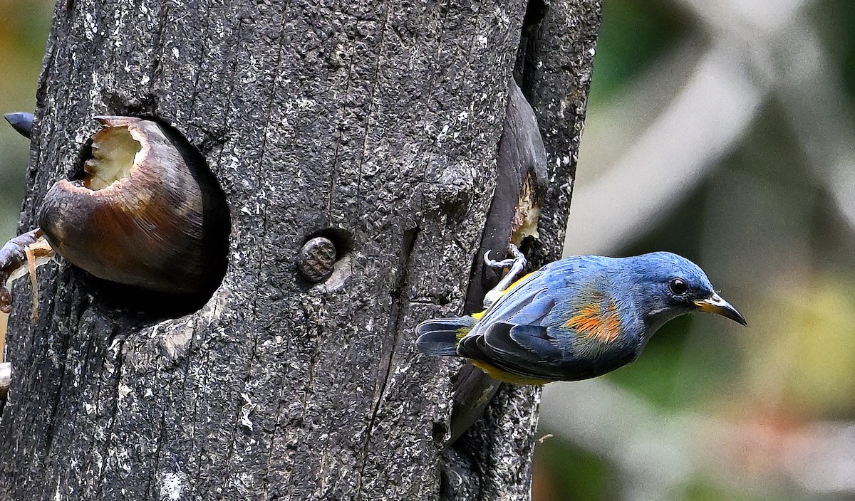 Orange-bellied Flowerpecker - ML646205336
