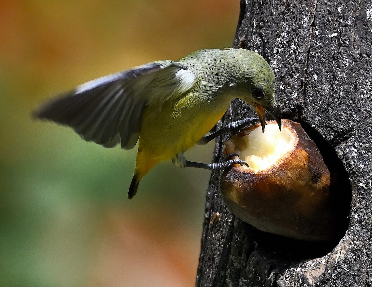 Orange-bellied Flowerpecker - ML646205337