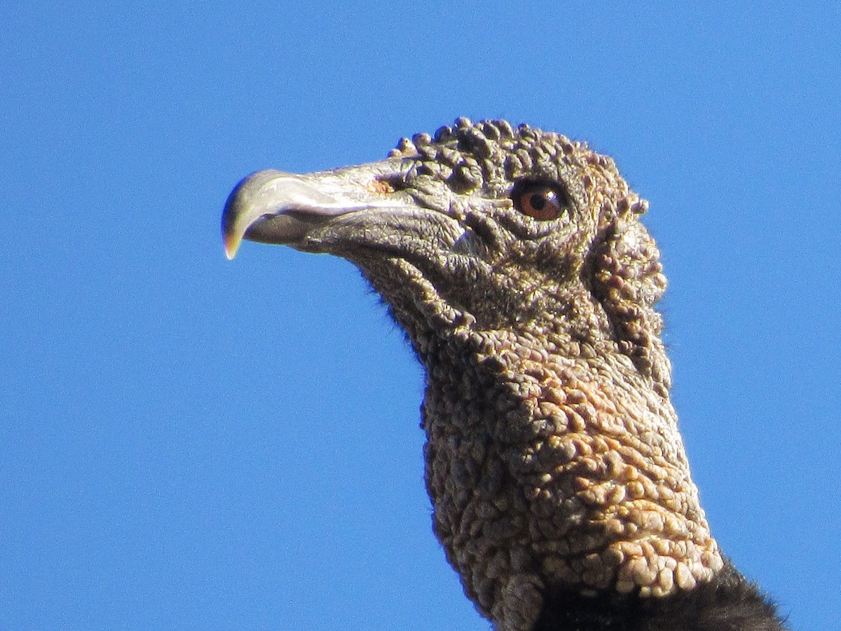 Black Vulture - ML646205338