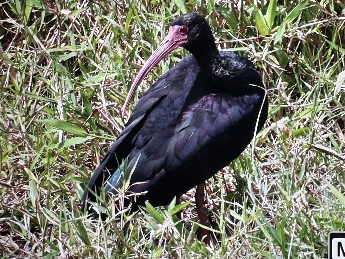 Ibis Afeitado - ML646205339