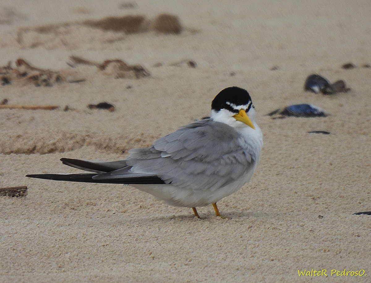 Yellow-billed Tern - ML646205341