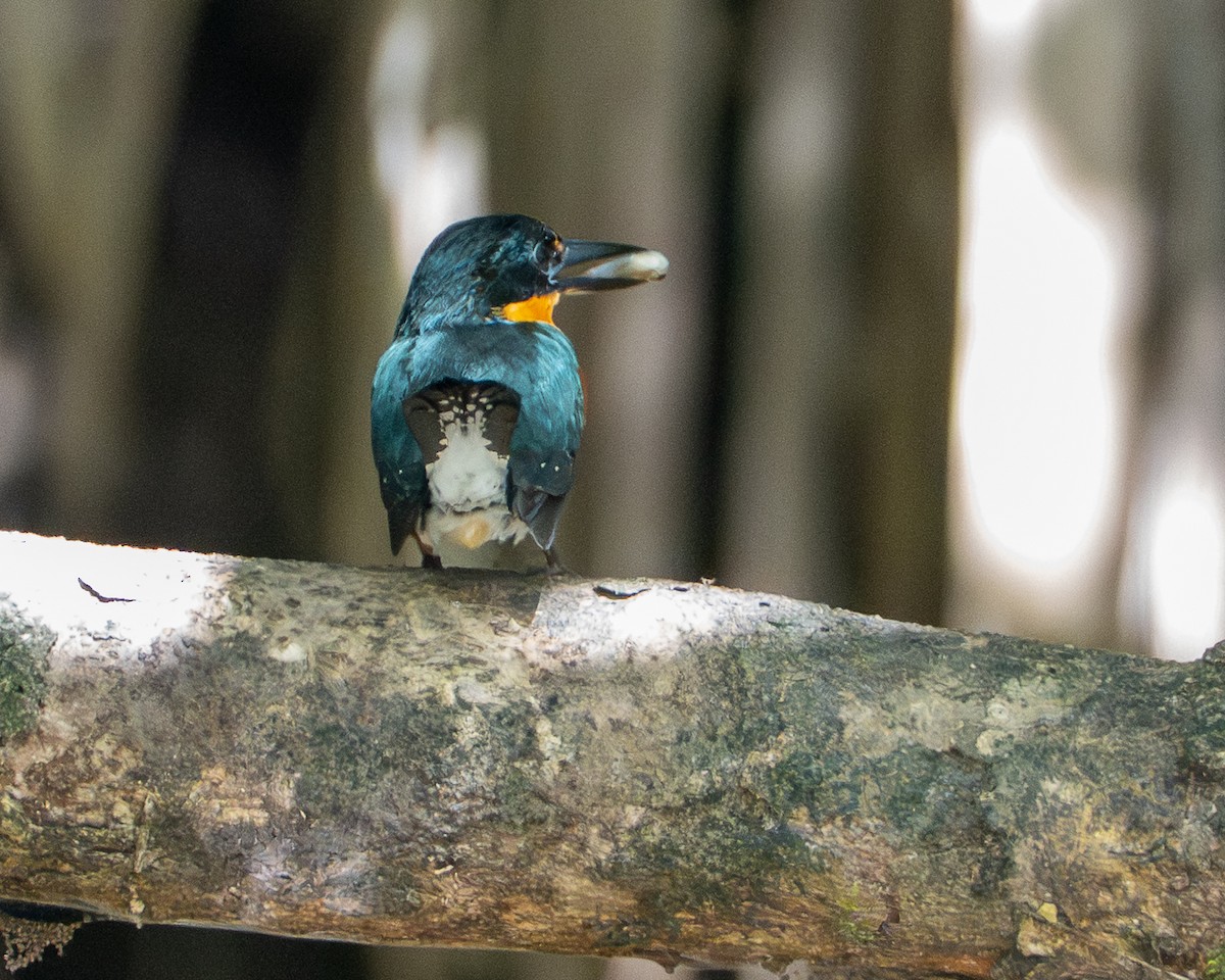 rybařík trpasličí - ML646205342