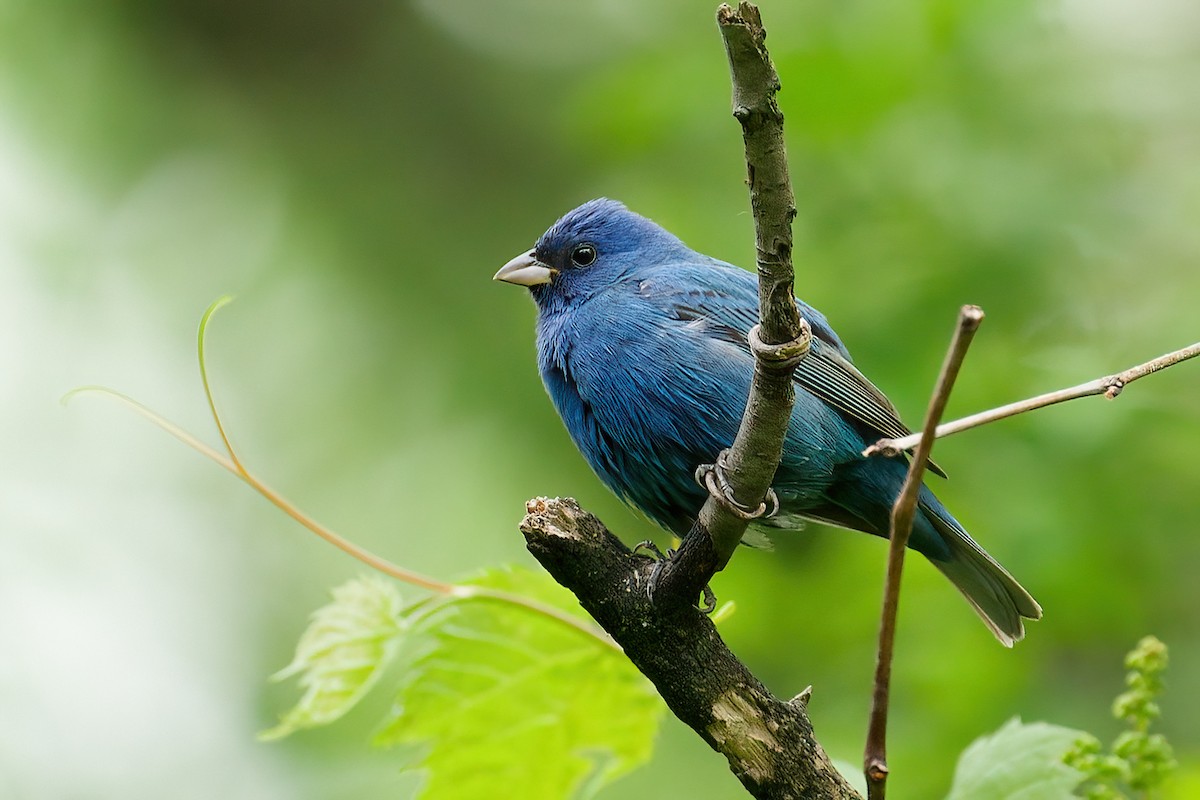 Indigo Bunting - ML646205344