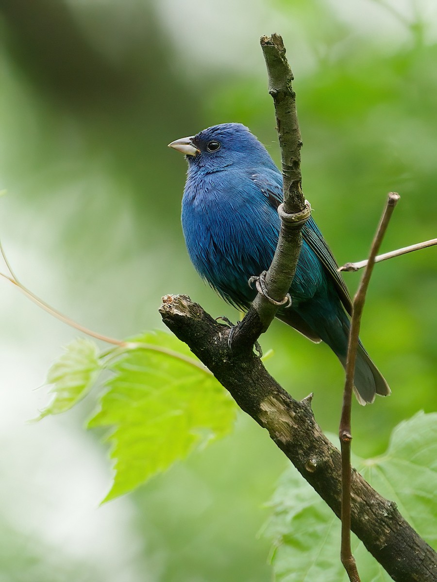 Indigo Bunting - ML646205345