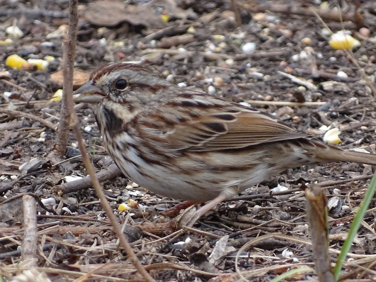 Song Sparrow - ML646205346