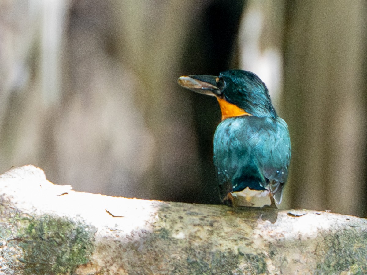 rybařík trpasličí - ML646205347