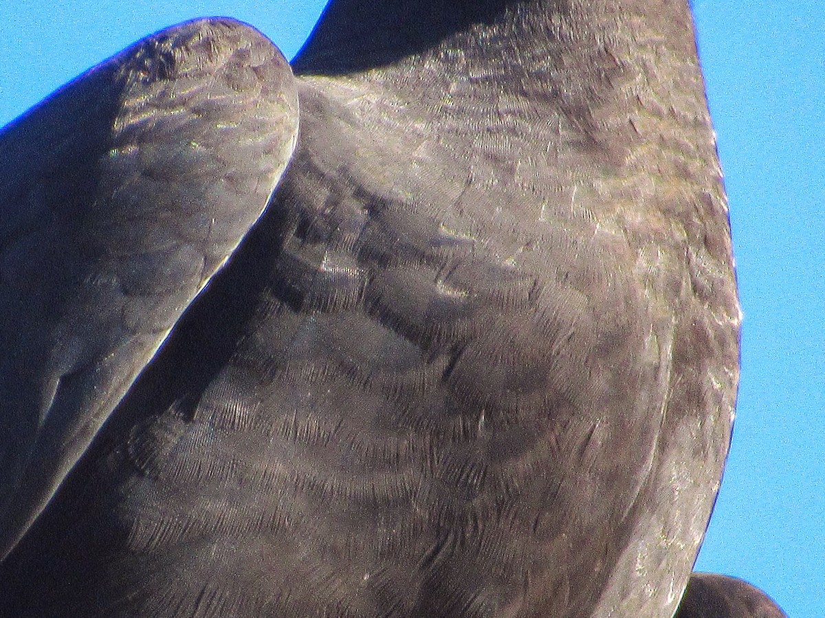 Black Vulture - ML646205353
