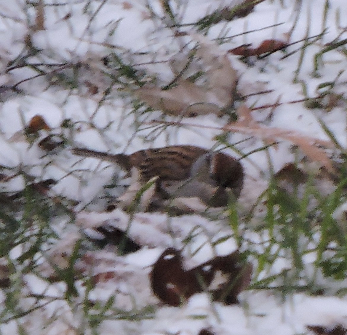 strnádka vrabcovitá - ML646205354