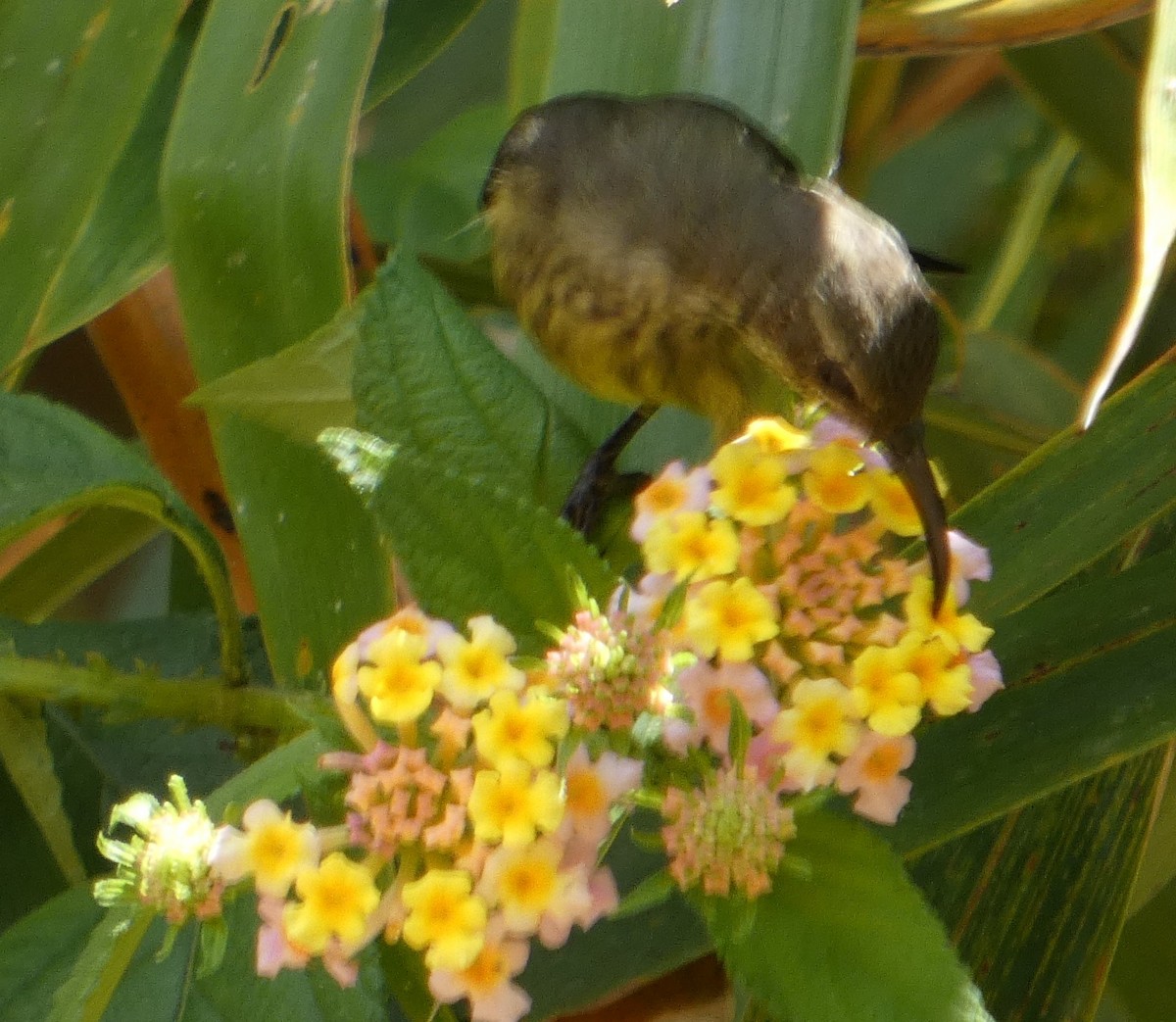 Маріка мадагаскарська - ML646205356