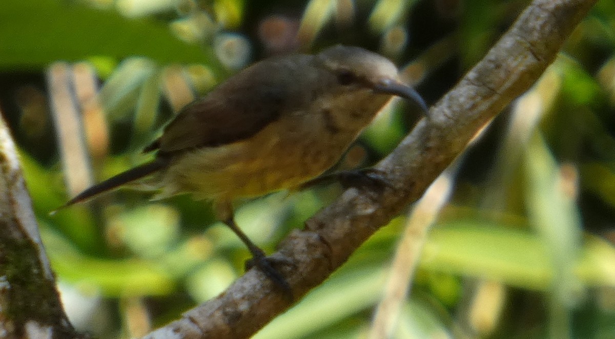 Маріка мадагаскарська - ML646205357