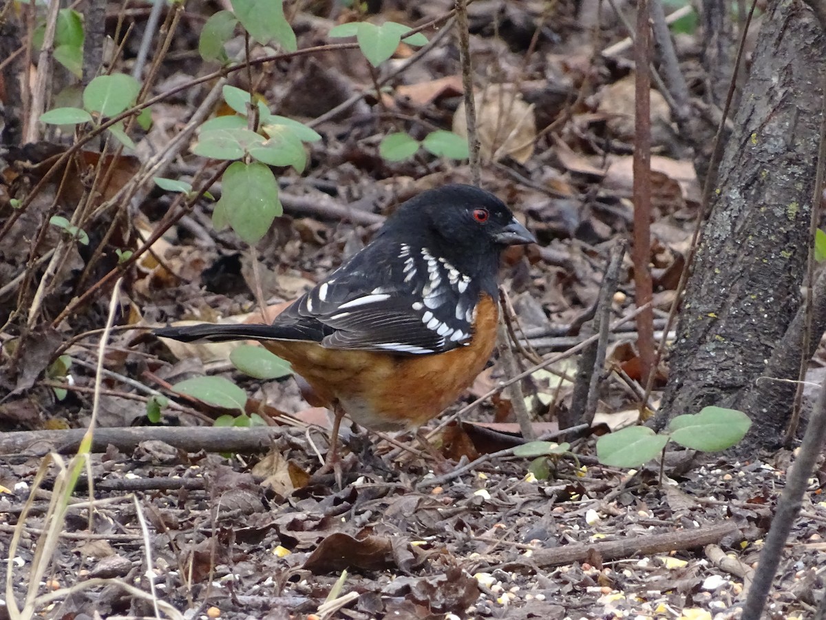 Spotted Towhee - ML646205361