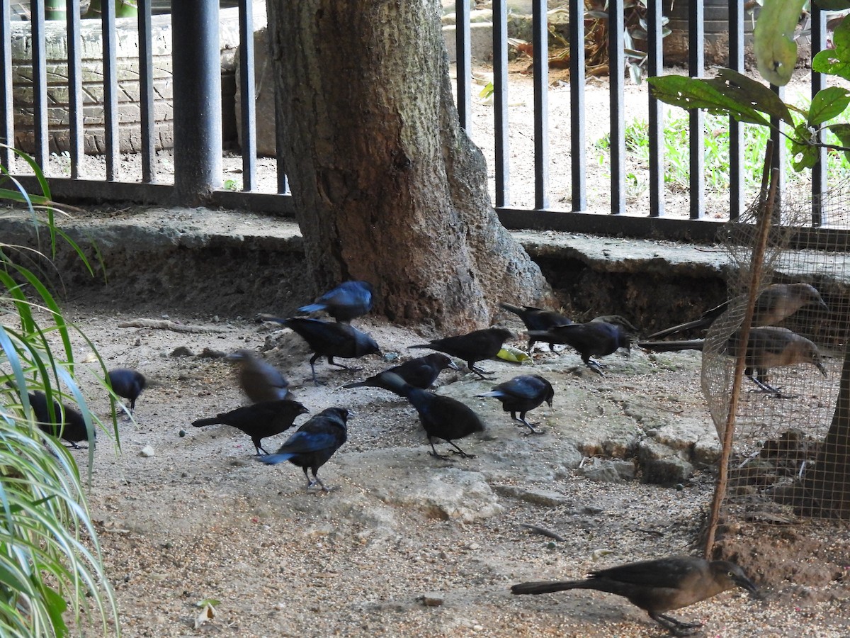 Красноглазый трупиал - ML646205371