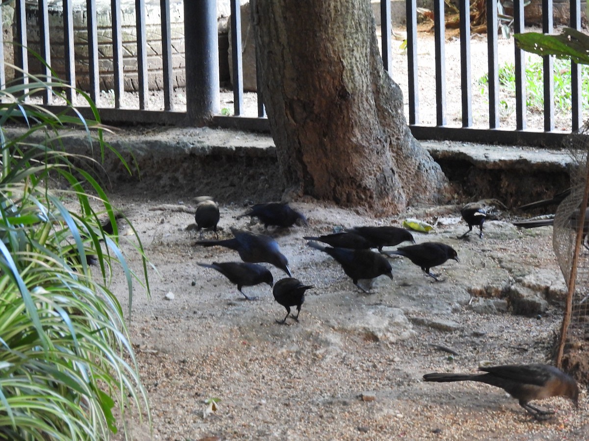 Красноглазый трупиал - ML646205372