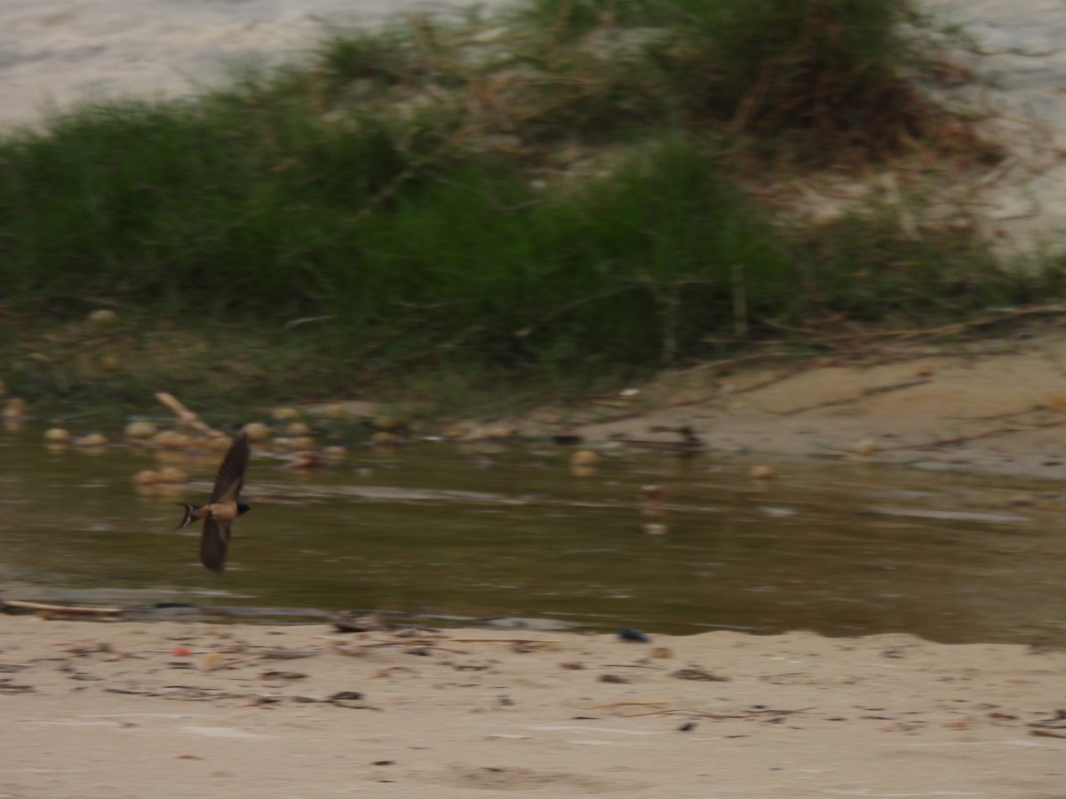 Ластівка сільська - ML646205374