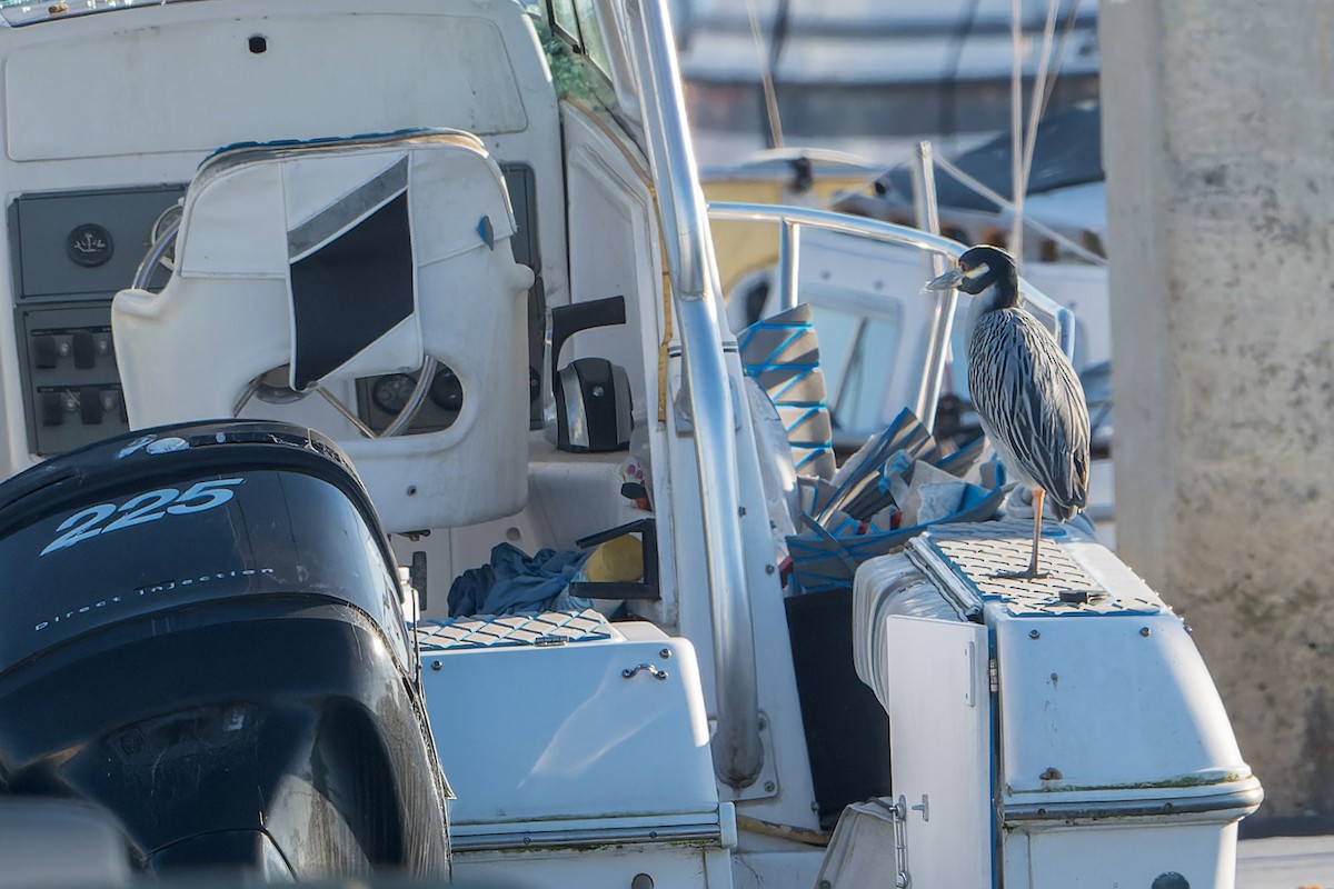 gulkronehegre - ML646205377